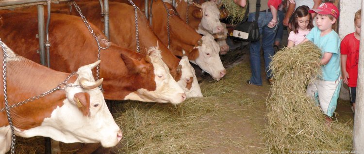 Bayerischer Wald Mitmachhof für Erwachsene und Kinder Bayerischer Wald Mitmachbauernhof in Bayern Mitmachhof für Erwachsene & Kinder