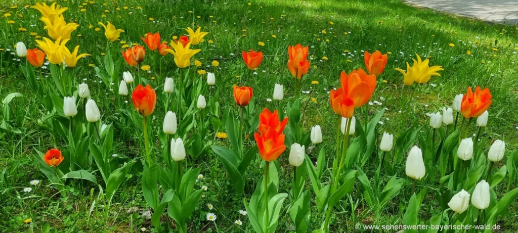 Blumenbilder aus Bayern Natur Tulpen Wiese Deutschland Blumenparks