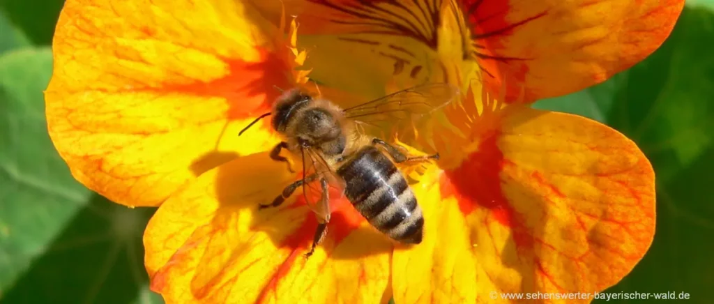 Natururlaub in Bayern Tiere Biene Blumen Pflanzenbilder & Naturfotos
