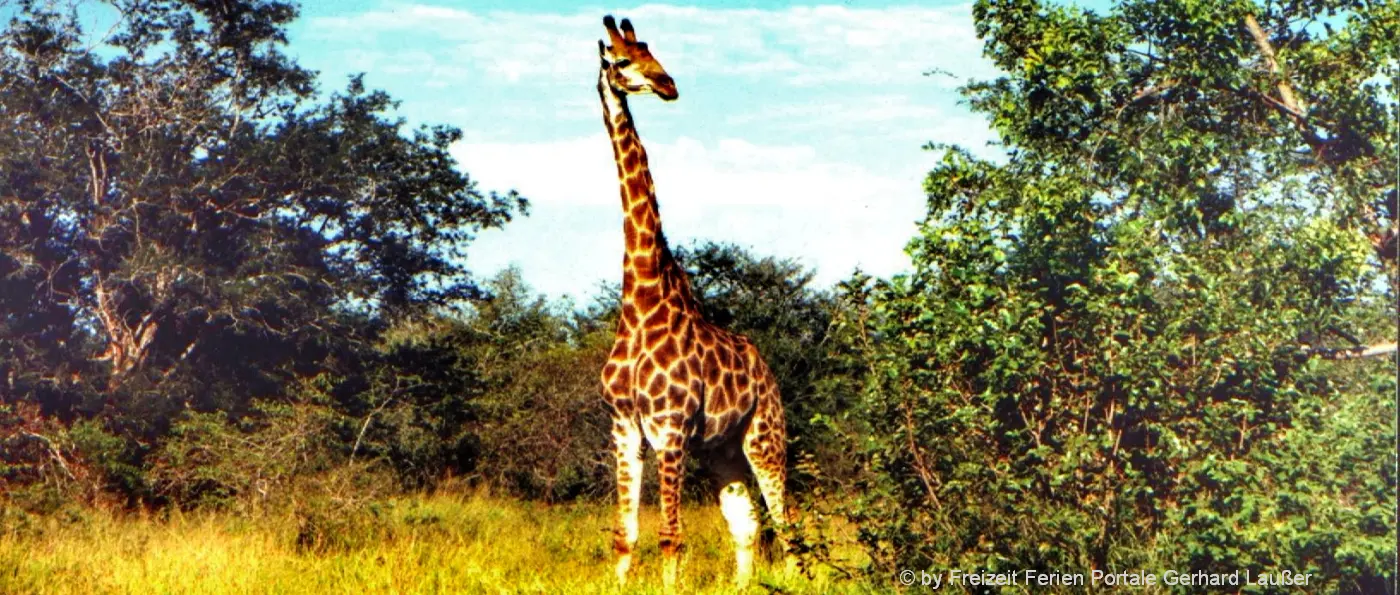 Reise nach Afrika Safari Tiere erleben Giraffe