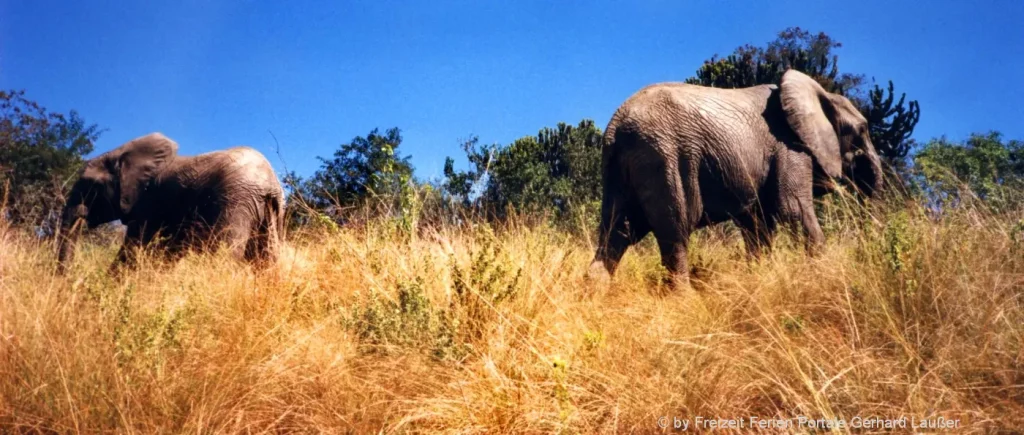 Elefanten beim Afrika Safari Urlaub Anleitung Kenia Einreise Visum